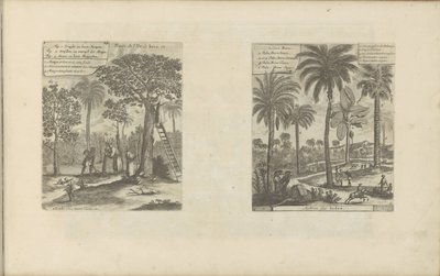 Landschappen sætter mangobomen, kokos- og palmbomen Frugter fra øen Java osv. / Trees of India (titel på objekt) Øst- og Vestindien og andre steder (serietitel) af Romeyn de Hooghe