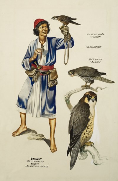 Yusef, Falconer til Sheik Mahmoud Hafiz (gouache på papir) af Ron Embleton
