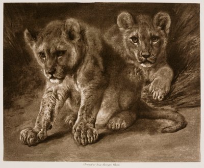 To løveunger af Rosa Bonheur