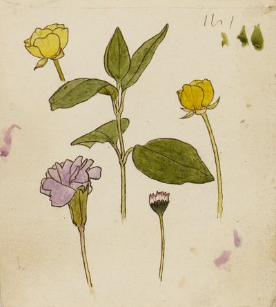 Studie af blomster - ranunkel og marguerit af Rosa Brett