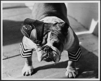 En bulldog i RAF-uniform, Pinewood Studios af Royal Air Force Film Production Unit