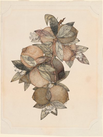 Granatæble frugt af Rufus King