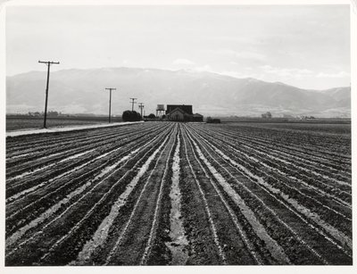 Young Lettuce, Salinas, Californien af Russell Lee