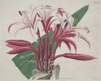 Det botaniske magasin eller blomsterhave vist: statelige Crinum af S. Curtis