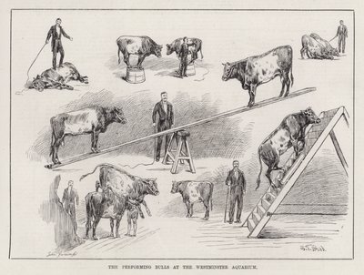 The Performing Bulls at the Westminster Aquarium (gravering) af S. T. Dadd