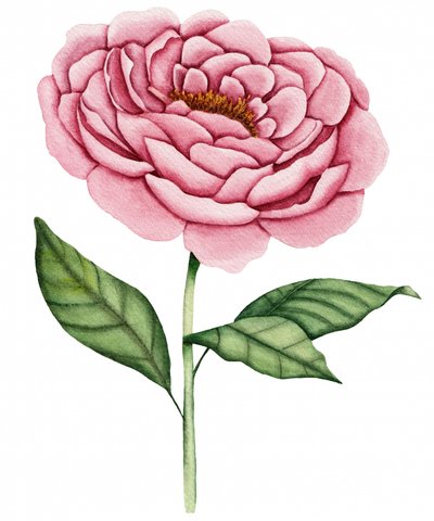 Lyserød pæon i fuldt flor af Salome