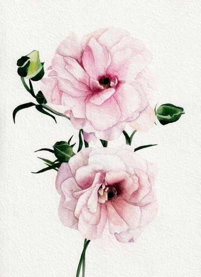 Lyserøde akvarelblomster af Salome