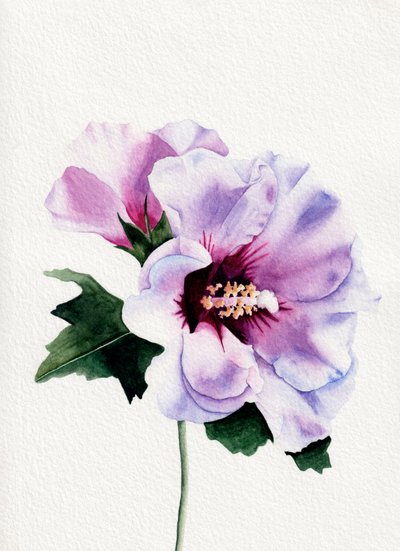 Lilla hibiscusblomster af Salome