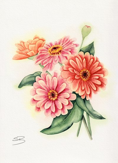 Farvestrålende buket med zinniaer af Salome