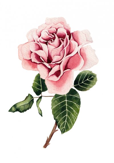 Akvarel: Lyserød rose af Salome