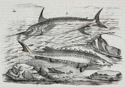 1 sværdfisk (Xiphias gladius), 2 stør (Acipenser sturio), litografi af Salvatore Puglia fra Poliorama Pittoresco, n 10, 16. oktober af Salvatore Puglia