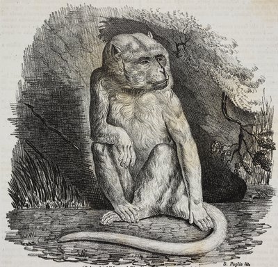 Albino-abe i Jardin des Plantes, Paris botaniske have, Frankrig, litografi af Salvatore Puglia fra Poliorama Pittoresco, n 23, 14. januar af Salvatore Puglia