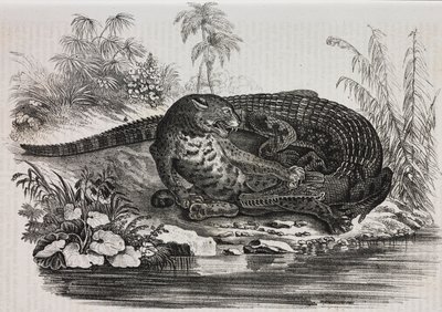 Caiman og jaguar, litografi af Salvatore Puglia fra Poliorama Pittoresco, n 16, 25. november af Salvatore Puglia