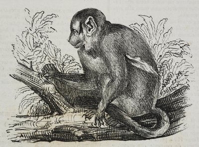Natteabe douroucoulis (Aotus trivirgatus), litografi af Salvatore Puglia fra Poliorama Pittoresco, n 46, 25. juni af Salvatore Puglia
