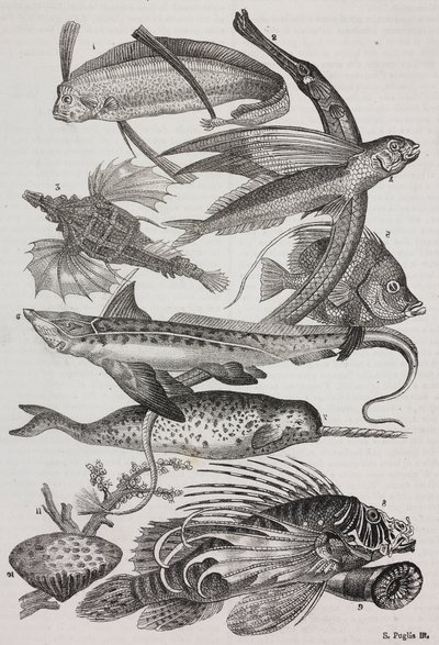 Havvæsner: 1 Dattiloftera, 2 Syngnathus, 3 Pegasus, 4 Trachypterus, 5 Chaetodon, 6 kaninfisk, 7 enhjørning (narhval), 8 flyvende pteroider, 9 Attinia af Salvatore Puglia