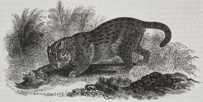 Sumatran kat, litografi af Salvatore Puglia fra Poliorama Pittoresco, n 47, 1. juli af Salvatore Puglia