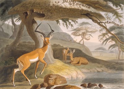 Pallah af Samuel (after) Daniell