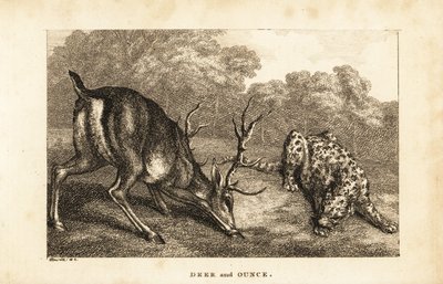 Møde mellem en kronhjort, Cervus elaphus, og en sneleopard, Panthera uncia af Samuel (after) Howitt