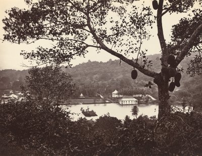 Et kig fra Upper Lake Road, der viser tempel og ø med park -- frugttræ i forgrunden af Samuel Bourne