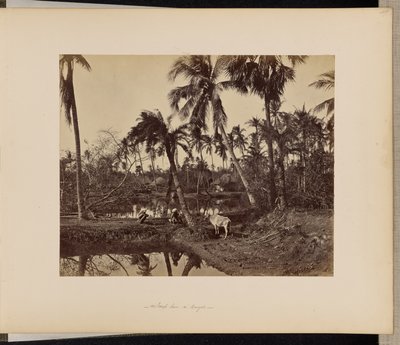 Calcutta; Rustikke scener og livet på landet i Bengalen af Samuel Bourne