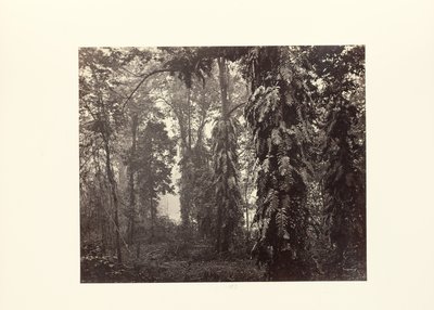 Darjeeling; Kryb i skoven under Ging af Samuel Bourne