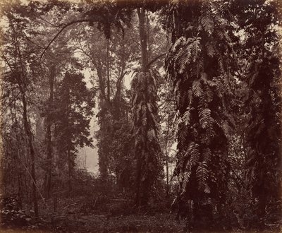 Darjeeling, Indien af Samuel Bourne