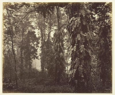 Darjeeling, Indien, ca. 1865. af Samuel Bourne