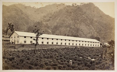 Selim Tea Estate, Darjeeling, den nye fabrik, lavere division,  fra 