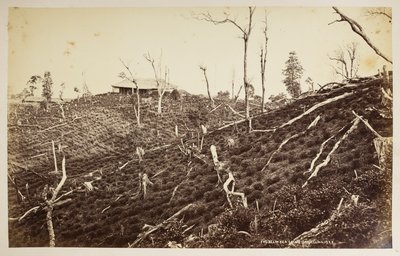 The Selim Tea Estate, Darjeeling,  fra 