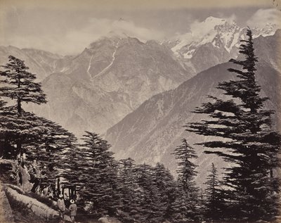 Det øvre Himalaya. Udsigt nær China Mountains. Himalayacedre i forgrunden af Samuel Bourne