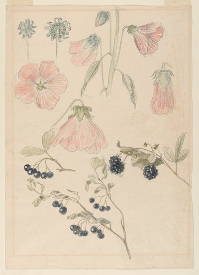 Botaniske detaljerede undersøgelser: Stokroser, blåbær og brombær af Samuel Colman