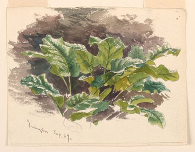 Botanisk Studie af Samuel Colman