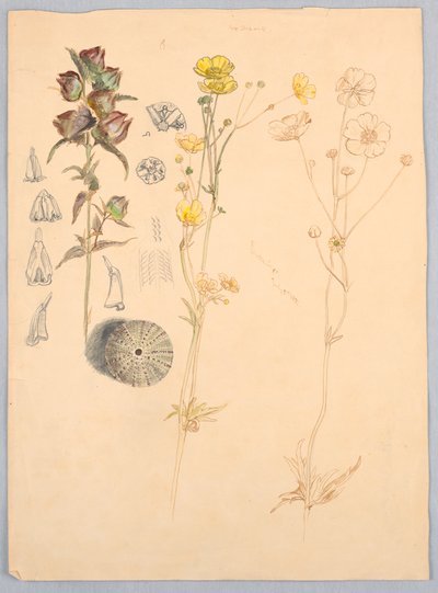 Smørblomster, Mt. Desert af Samuel Colman