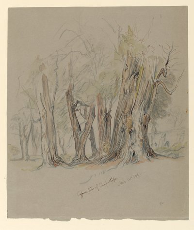 Cyprestræer i Chapultepec, Mexico af Samuel Colman