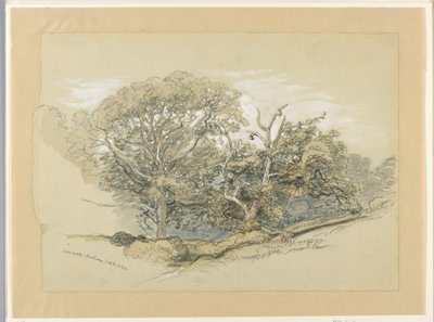 Tegning, Oak Wood, Montauk, New York, 8. september 1880 af Samuel Colman