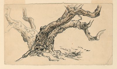 Tegning, skitser. Platantræer, Santa Barbara, Californien, ca. 1888 af Samuel Colman