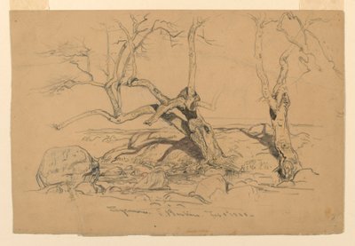 Tegning, studier. Træer, Santa Barbara, Californien, 3. februar 1888 af Samuel Colman