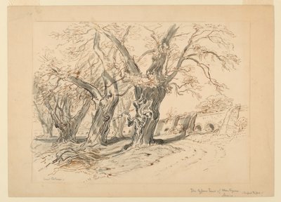 Tegning, undersøgelse til Cypress -træerne i Montezuma, Park of Chapultepec, Mexico af Samuel Colman