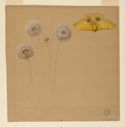 Tegning, studie af hvid marguerit, kamillestængel med to kronblade og et kamilleblad, 1875-90 af Samuel Colman