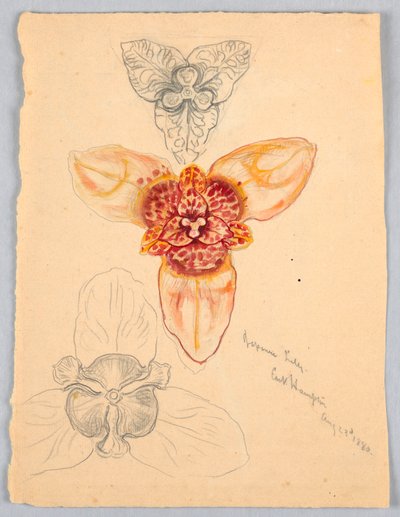 Japanese Lily, East Hampton af Samuel Colman