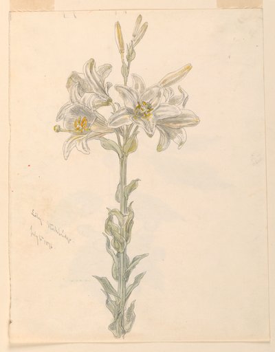 Lily, Stockbridge af Samuel Colman