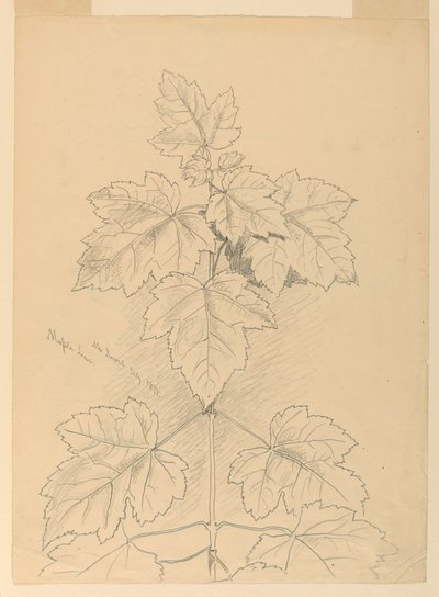 Maple Leaves, Mt. Desert af Samuel Colman