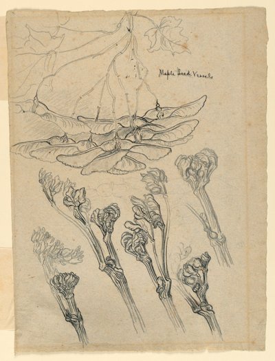 Ahornfrøkar af Samuel Colman