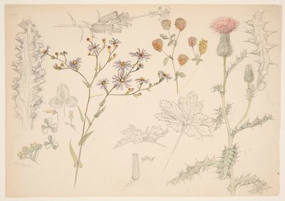 Studier af Engblomster af Samuel Colman