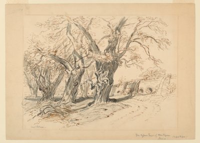 Undersøgelse for Cypress Trees of Montezuma, Park of Chapultepec, Mexico af Samuel Colman