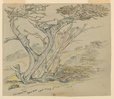 Undersøgelse af gamle cyprestræer, Cypress Point af Samuel Colman
