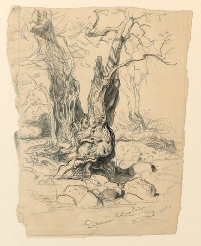 Studie af Sycamore af Samuel Colman