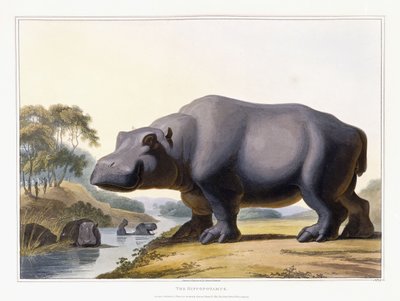 Hippopotamus, 1804 af Samuel Daniell