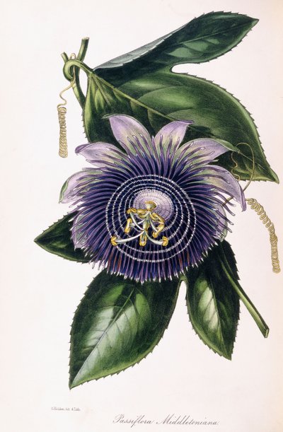 Passiflora Middletoniana, ca. 1834-1849 af Samuel Holden