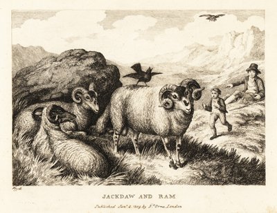 En jackdaw synger på ryggen af en vædder. 1811 (ætsning) af Samuel Howitt